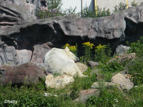 34 - Lara schlaeft in der prallen Sonne.jpg